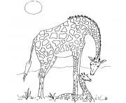 Coloriage giraffe