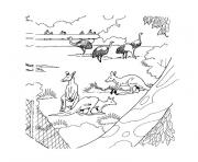 Coloriage animaux australie