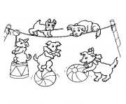 Coloriage animaux cirque