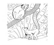 Coloriage animaux du zoo