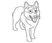 Coloriage chien husky