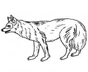 Coloriage chien loup