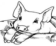 Coloriage bebe cochon