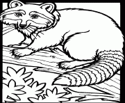 Coloriage dessin animaux raton laveur racoon