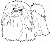 Coloriage dessin chien pekinois