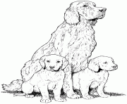 Coloriage dessin chien setter anglais