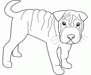 Coloriage dessin chien shar pei