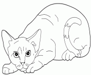 Coloriage chat Devon rex