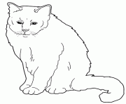 Coloriage chat sacre de birmanie