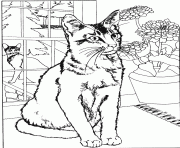 Coloriage Un chat a l interieur et un autre a l exterieur de la maison