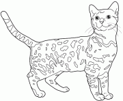 Coloriage chat Bengal chat leopard