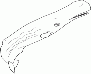 Coloriage baleine sperm