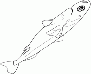 Coloriage luminous shark