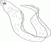 Coloriage moray eel