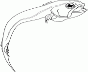 Coloriage rattail fish