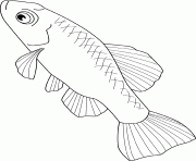 Coloriage pupfish