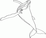 Coloriage baleine humpback