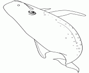 Coloriage baleine