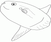 Coloriage ocean sunfish