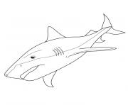 Coloriage requin tigre