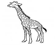 Coloriage girafe