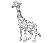 Coloriage girafe madagascar