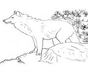 Coloriage loup