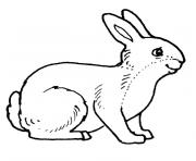 Coloriage lapin