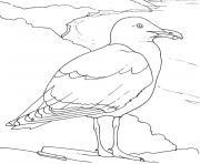 Coloriage oiseaux de mer