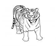 Coloriage tigre blanc