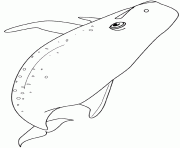 Coloriage baleine