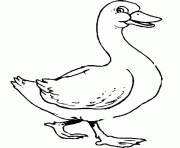 Coloriage canard