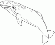 Coloriage baleine grise