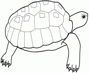 Coloriage cheloniidae