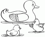 Coloriage un canard avec deux canetons