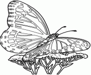 Coloriage papillons arbres