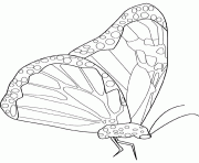 Coloriage papillon de monarque