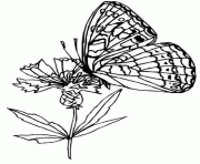 Coloriage papillon sur une fleur