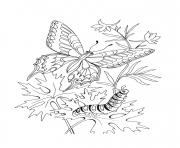 Coloriage papillon 176