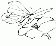 Coloriage papillon 265