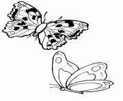 Coloriage papillon 195