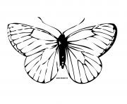 Coloriage papillon 14