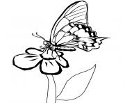 Coloriage papillon fleur