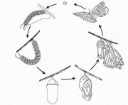 Coloriage cycle du papillon