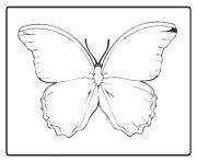 Coloriage papillon 60