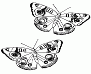 Coloriage papillon 183