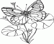 Coloriage papillon et fleur