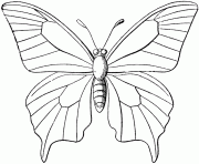 Coloriage papillon 44