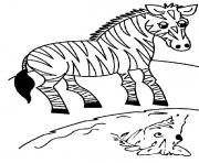 Coloriage zebre 17