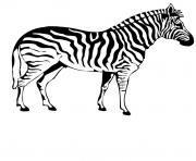 Coloriage zebre 4